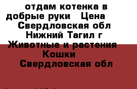 отдам котенка в добрые руки › Цена ­ 10 - Свердловская обл., Нижний Тагил г. Животные и растения » Кошки   . Свердловская обл.